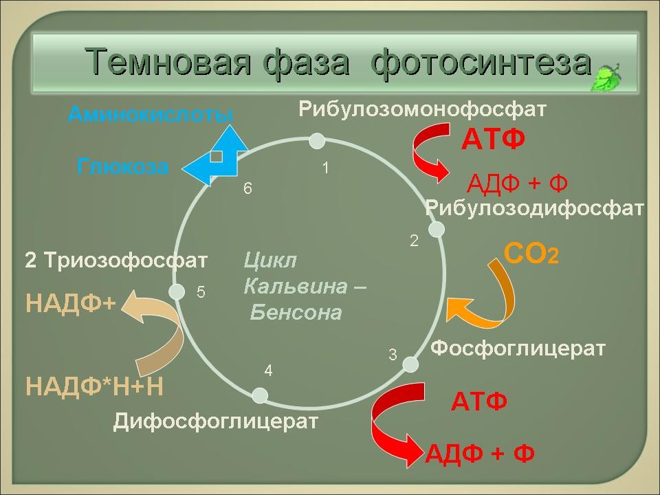 Сравнительная характеристика про световая фаза темную фотосинтеза 9 класс